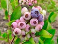 Detail of blueberry fruits in a plantation in Nava, Asturias, Spain
