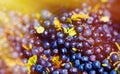 Detail of blueberry Vaccinium myrtillus ripe berries of blueberries and light effect.