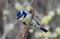 The bluetit sitting on the brown branch.