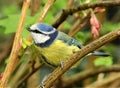The bluetit with black opened beak sitting on the brown thin branch.
