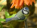 The bluetit sitting on the bellflower and waiting for the catch.