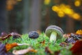 Detail of boletus in amazing colorful autumnal forest