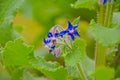 Closeup of  bright blue star flowers Royalty Free Stock Photo