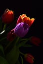 Detail of bouquet with fresh tulip flowers of various colors on black background Royalty Free Stock Photo