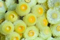 Detail of bouquet of small yellow flowers full frame