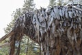 Bowen island mastodon detail by artist Guthrie Gloag