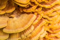 Detail of bracket fungus Laetiporus sulphureus on a tree