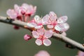 Detail of a branch of almond blossom