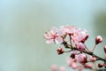 Detail of a branch of almond blossom