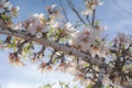 Detail of a branch of almond tree in full bloom with white and pink flowers and green leaves Royalty Free Stock Photo