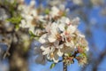 Detail of a branch of almond tree in full bloom with white and pink flowers and green leaves Royalty Free Stock Photo