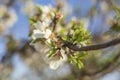 Detail of a branch of almond tree in full bloom with white and pink flowers and green leaves Royalty Free Stock Photo