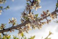 Detail of a branch of almond tree in full bloom with white and pink flowers and green leaves Royalty Free Stock Photo