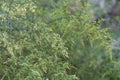 Detail of the branch of artemisia annua in bloom. Medicinal plant