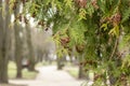 Detail of a branch of Calocedrus decurrens, an ornamental tree used in horticulture. Blurred alley background