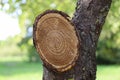 Detail of a branch cut off on a tree trunk with resin. Rosin comes out from wood as cut point. Seasonal rejuvenating and Royalty Free Stock Photo