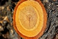 Detail of a branch cut off on a tree trunk Royalty Free Stock Photo