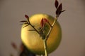 Detail of a branch of lemon tree