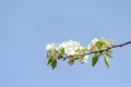 detail of the branch of a pear tree in flower in springtime Royalty Free Stock Photo