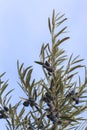 Detail of a branche of picual olive tree with leaves and fruits, blue sky background Royalty Free Stock Photo