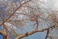 DETAIL OF BRANCHES ON BAOBAB TREE Royalty Free Stock Photo