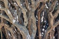 Detail branches Dragon Tree at La Palma, Canary Islands ,Spain