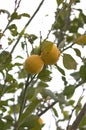 Lemon tree some ripe yellow lemons
