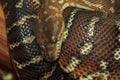 Bredl python Royalty Free Stock Photo