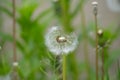 Detail of bright common dandelions in meadow