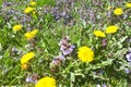 Detail of bright common dandelions in meadow at springtime