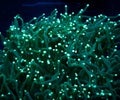 Green Tentacle Torch Coral Euphyllia Glabrescens