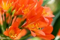 Detail of Bright orange cluster of flowers