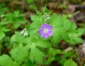 Detail of the bright pink flower and green leaves of a wild geranium plant in a forest. Royalty Free Stock Photo