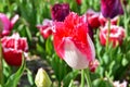 Detail of a bright pink tulip growing in a field Royalty Free Stock Photo