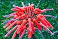 Bright Red, Pink Purple Flower With Tubed Petals