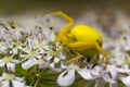 Detail of a Bright Yellow Crab Spider (Misumena vatia) on a Flower in a Devon Meadow.