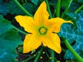 Bright Yellow Zucchini Flower Growing in Home Garden Royalty Free Stock Photo
