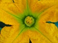 Bright Yellow Zucchini Flower Growing in Home Garden Royalty Free Stock Photo