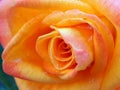 Soft Coloured Orange Rose, Convoluted Petals Royalty Free Stock Photo