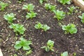 detail of broad bean plants germinating in the vegetable garden. may broad bean growing Royalty Free Stock Photo