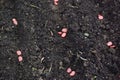 detail of broad bean seeds planted in the urban vegetable garden. planting broad beans in the vegetable garden Royalty Free Stock Photo