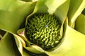 Detail of bromelia Royalty Free Stock Photo