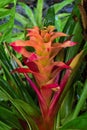 Detail of bromelia Royalty Free Stock Photo