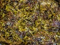 brown algae (Phaeophyceae) from the Cantabrian Sea (Galicia - Spain) at low tide
