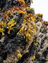 Brown algae Phaeophyceae on the rocks at low tide in Galicia Spain