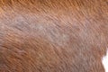 Detail of brown cow fur skin background Royalty Free Stock Photo