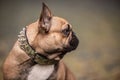 Detail of brown French bulldog looking aside