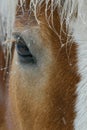 Horse Closeup of Eye Royalty Free Stock Photo