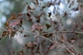 Detail of the brown leaves of an ivy, of a dry convolvulus plant Royalty Free Stock Photo