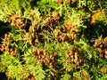 Detail brown small cones on thuja branches